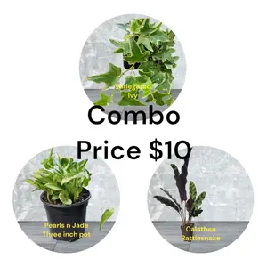 Variety Home Houseplants 3 inch pots Pothos Pearls n Jade, Varigated Ivy, Calathea Rattlesnake. photos b4 Shipping