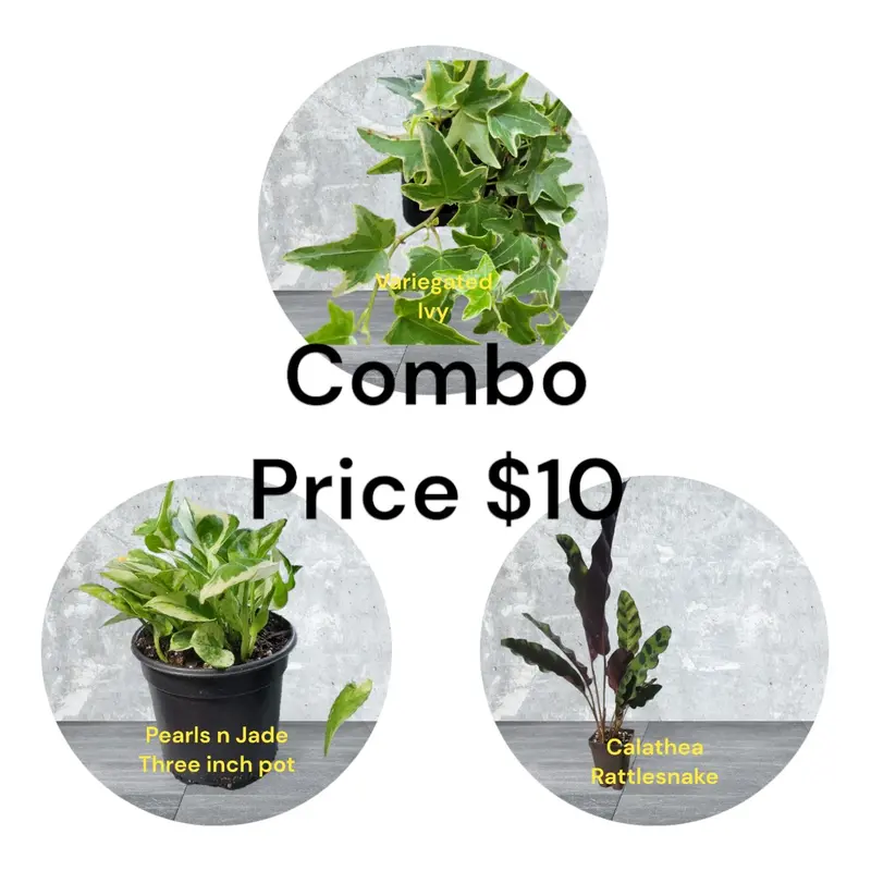 Variety Home Houseplants 3 inch pots Pothos Pearls n Jade, Varigated Ivy, Calathea Rattlesnake. photos b4 Shipping
