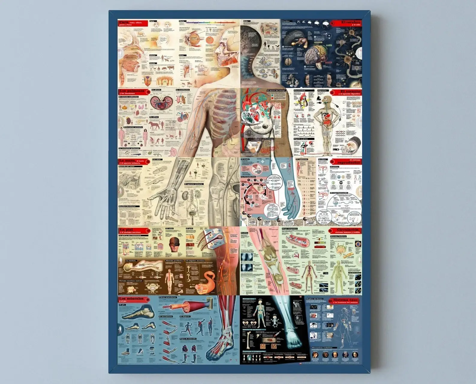 Human Body Anatomy Systems Spanish Language Educational Medical Chart Poster