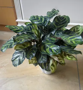 LZ05 Peacock Calathea 4" Pot - Stunning Patterned Leaves with Elegant Green Markings - Beginner-Friendly Tropical Live Houseplant for Desk & Home Interior Decor