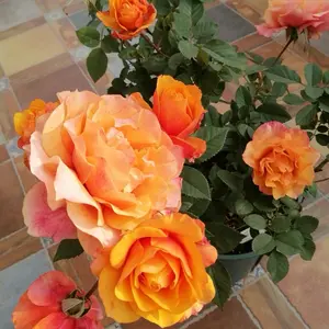 Rose【El Paso Forever】-2 Gal Own Root LivePlant｜Award-winning| Thornless | | Heat Resistant| Denmark Rosa| Large Flower| Floribunda Rose| Delicate| Ruffle Lace| Redolent| Fairy Rose| Heat Resistant|Redolent| Exquisite| Especially| バラ|Long flowering period|
