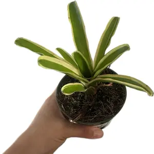 Golden Striped Neoregelia 4" Potted Live Plant - Rare Bromeliad - Sharp Leaves - Exotic Climbing Plant - Unique Textured Houseplant - Collector's Aroid - Tropical Jungle Vibe - Low Maintenance