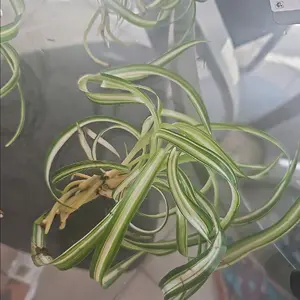 spider plant rooted - free shipping