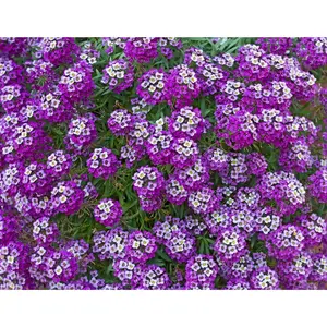 Green River 25 Eggplant Alyssum Seeds - Perennial Flower, Heirloom Variety, Spring Blooms, Pollinator-Friendly, 3x4.5 Inches, Ideal for Garden Borders & Containers