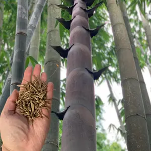 Green River 50 Quail Clone Giant Bamboo Seeds - Tall Bamboo Plant Seeds for Privacy Screens & Garden Landscaping – Premium Bamboo Seeds for Planting Outdoors or in Pots – Non-Invasive Fast-Growing Lawn Plants – Seeds for Gardening & More
