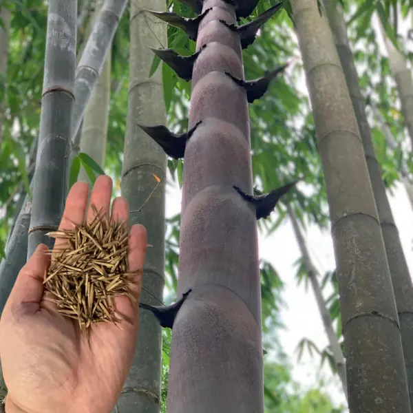 Green River 50 Quail Clone Giant Bamboo Seeds - Tall Bamboo Plant Seeds for Privacy Screens & Garden Landscaping – Premium Bamboo Seeds for Planting Outdoors or in Pots – Non-Invasive Fast-Growing Lawn Plants – Seeds for Gardening & More