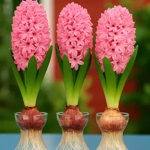 CZ Grain Hyacinth Bulb and Forcing Vase - Ready to Grow Indoor Hyacinth, Just Add Water - Made in USA (1 Bulb + 1 Vase)