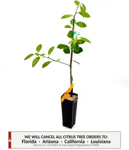 New Zealand Lemonade Tree | No Ship CA AZ LA FL | US Citrus Nursery | Sweet Lemonade Flavor No Sugar Needed, Natural Live Citrus Plant, Rare Indoor Outdoor Fruit Tree