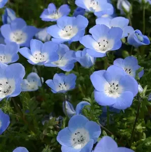 TomorrowSeeds - Baby Blue Eyes Seeds -  Nemophila Menziesii Sky Blue Drought Tolerant Japanese Hitachi Baby Shower Flower Seed For 2024 Season