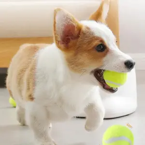 Automatic Fetch Toy