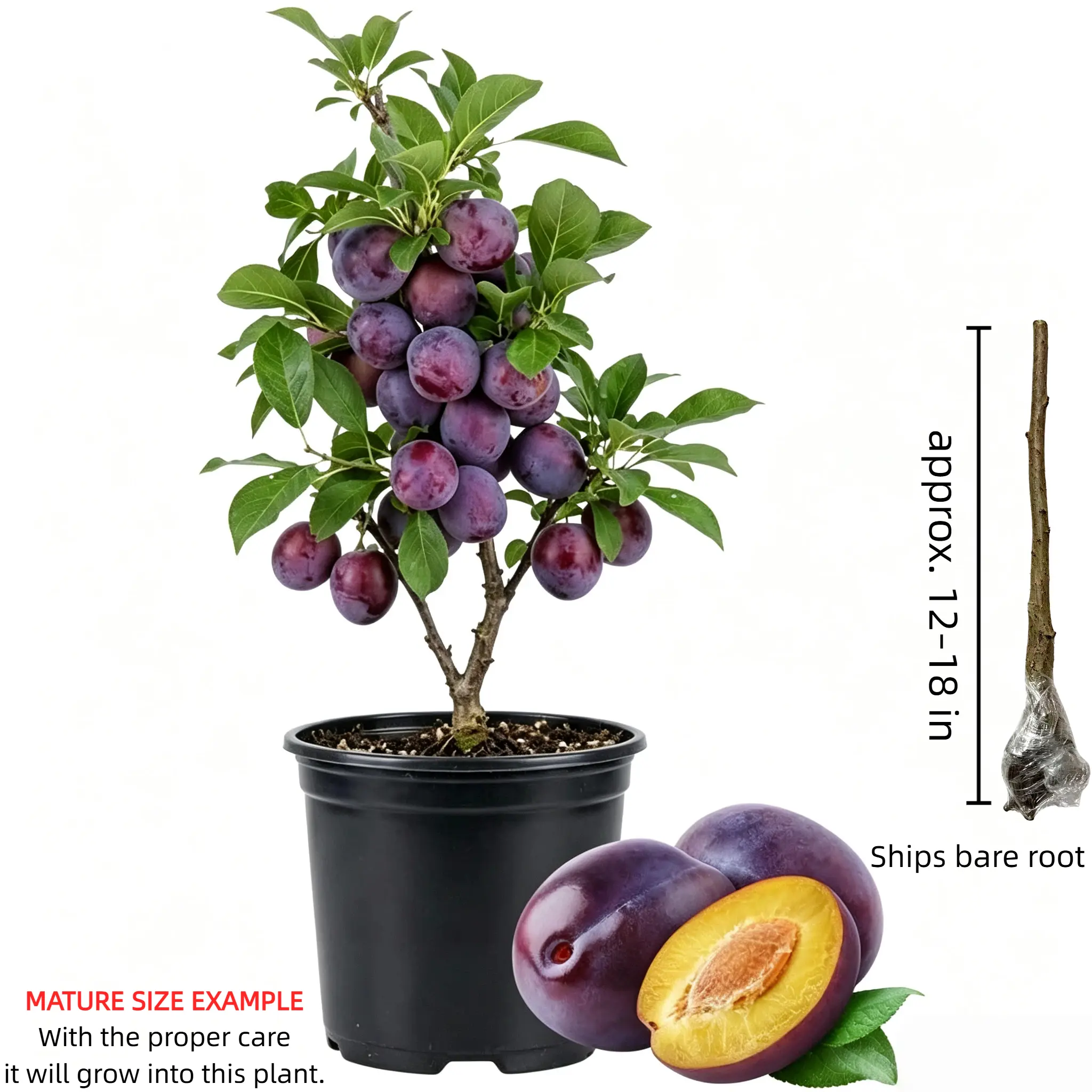 Heirloom European plum bare root tree, 4–5 years old, with healthy root system. Self-pollinating. Low maintenance. Suitable for home gardening. Beginner-friendly.