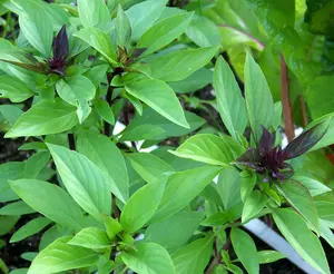 100+ Thai Basil Seeds(Ocimum basilicum)Khmer Chi neang Voang Jiu Ceng Ta USA