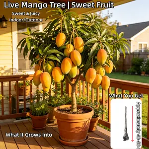 Live Mango Tree Seedling - Non-GMO, Beginner Friendly Potted Plant for Balcony & Patio