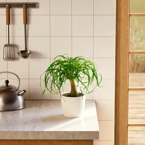 Ponytail Palm Tree