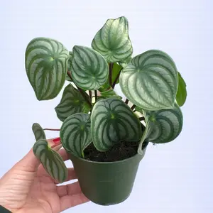 4" Peperomia Argyreia - Watermelon Peperomia - Live Houseplant - Shelf Decor - Pet Friendly