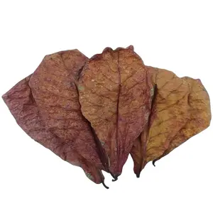 Indian Almond Leaves (Catappa Leaves) – Natural Leaf Litter for Aquariums, Betta Fish, Shrimp Tanks & Bioactive Terrariums – Heat Treated Natural Habitat Leaves
