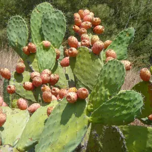 Prickly Pear Cactus Seeds (Opuntia ficus-indica) – Edible Pads and Fruits, Drought Tolerant, Unique Ornamental Plant – 10+ Seeds