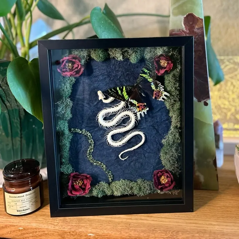 Gothic Serpent Garden | Real Snake Skeleton & Sunset Moth Shadow Box with Moss and Crystals