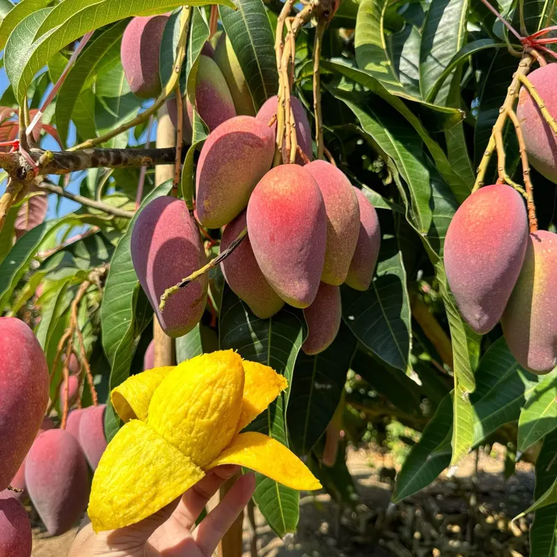 Grafted Mango Tree Sapling - Bare Root, High-Yield Sweet Fruit, Fast-Bearing Perennial Edible Plant for Outdoor Home Garden