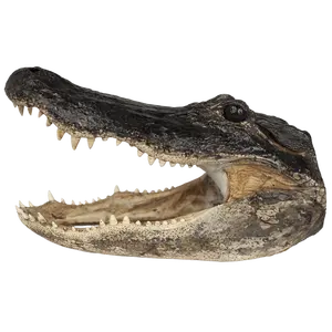 XXL Gator Head - 16" to 18"