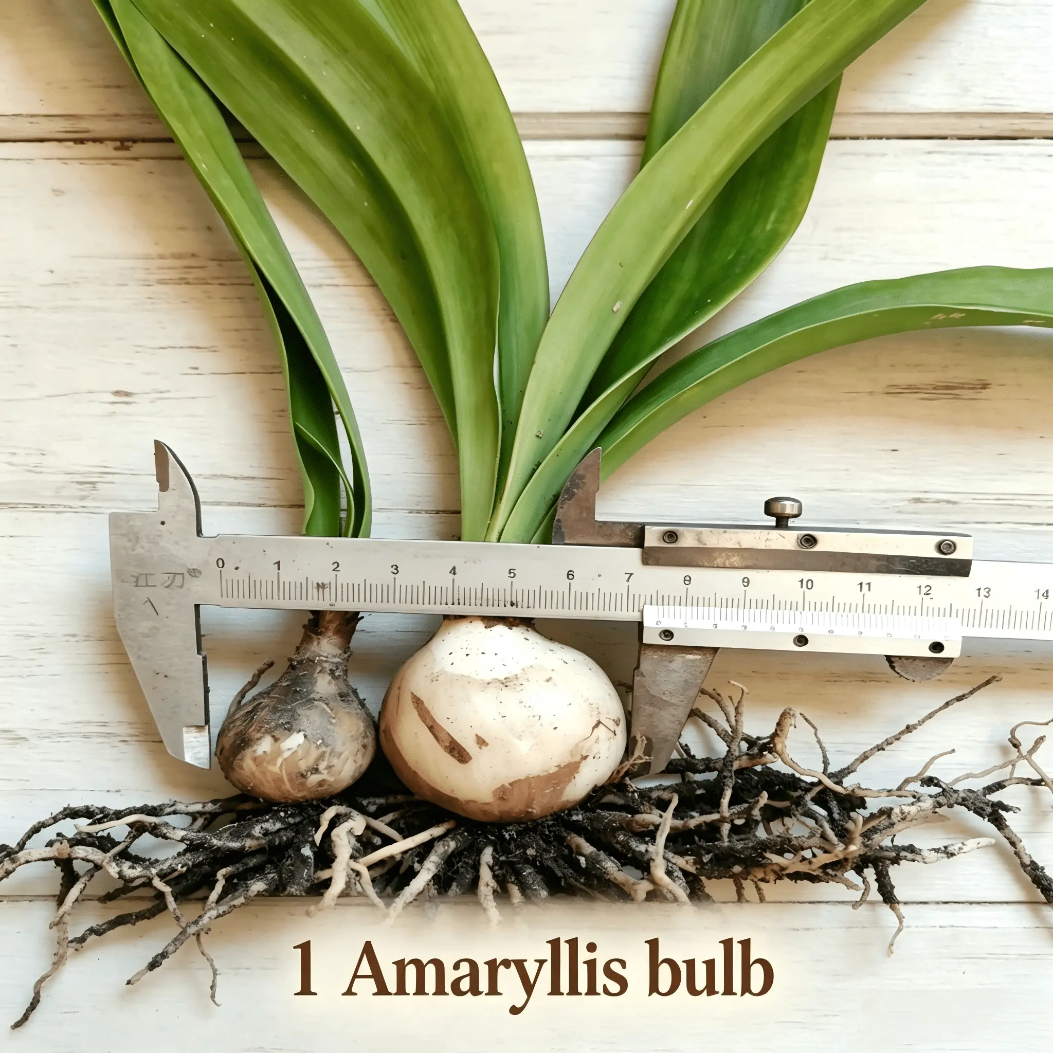 Large Bloom Amaryllis Root Bulb Easy To Grow Home Garden Decor Supplies