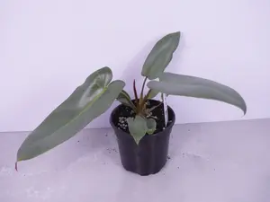 Philodendron Atabapoense | Long Leaf Philodendron | Rare Plant Philodendron