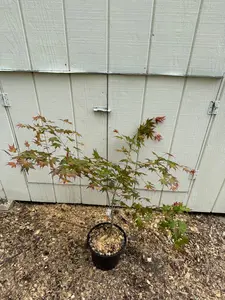 Acer palmatum ‘Momoiro Koyasan’ Japanese Maple 3-Foot Established Specimen Grafted