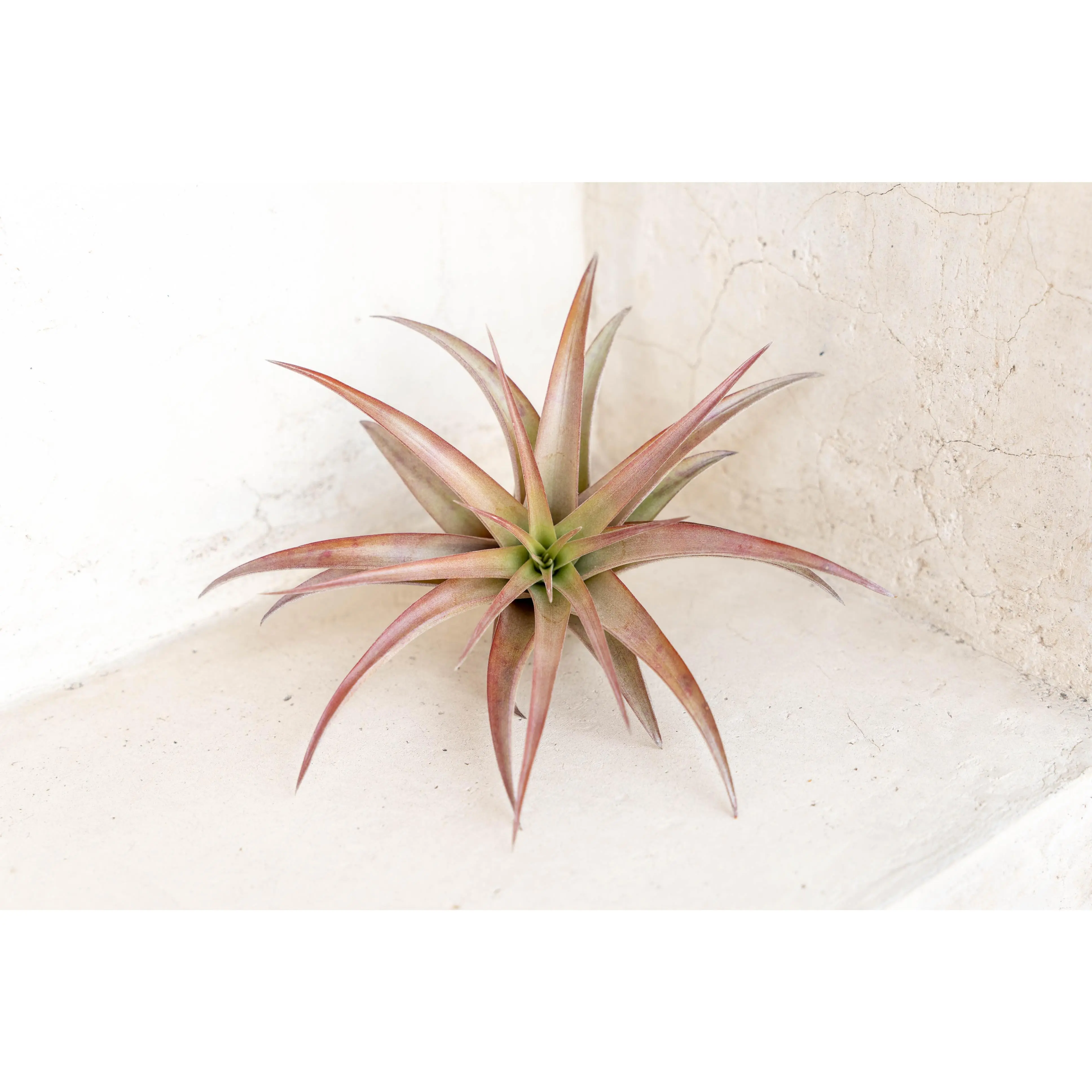 Tillandsia Abdita Air Plants [1, 3 or 5 pack]
