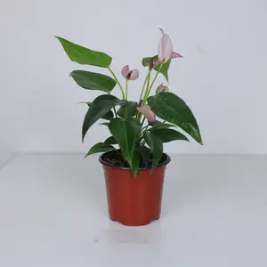 RZ-13 / 4 Inch Potted Anthurium Purple Live Flowering Houseplant, Also Known As Purple Flamingo Flower With Glossy Heart Green Foliage & Soft Waxy Purple Spathe Blooms