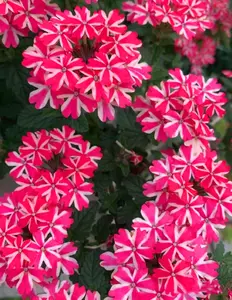 400 Verbena hybrid Seeds Vervain Purpletop Verbena Bonariensis Moss Verbena Flow