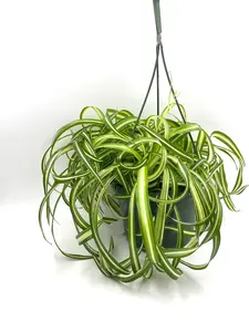 LJ Plant Nursery - Bonnie Spider - 8 Inch Hanging Basket