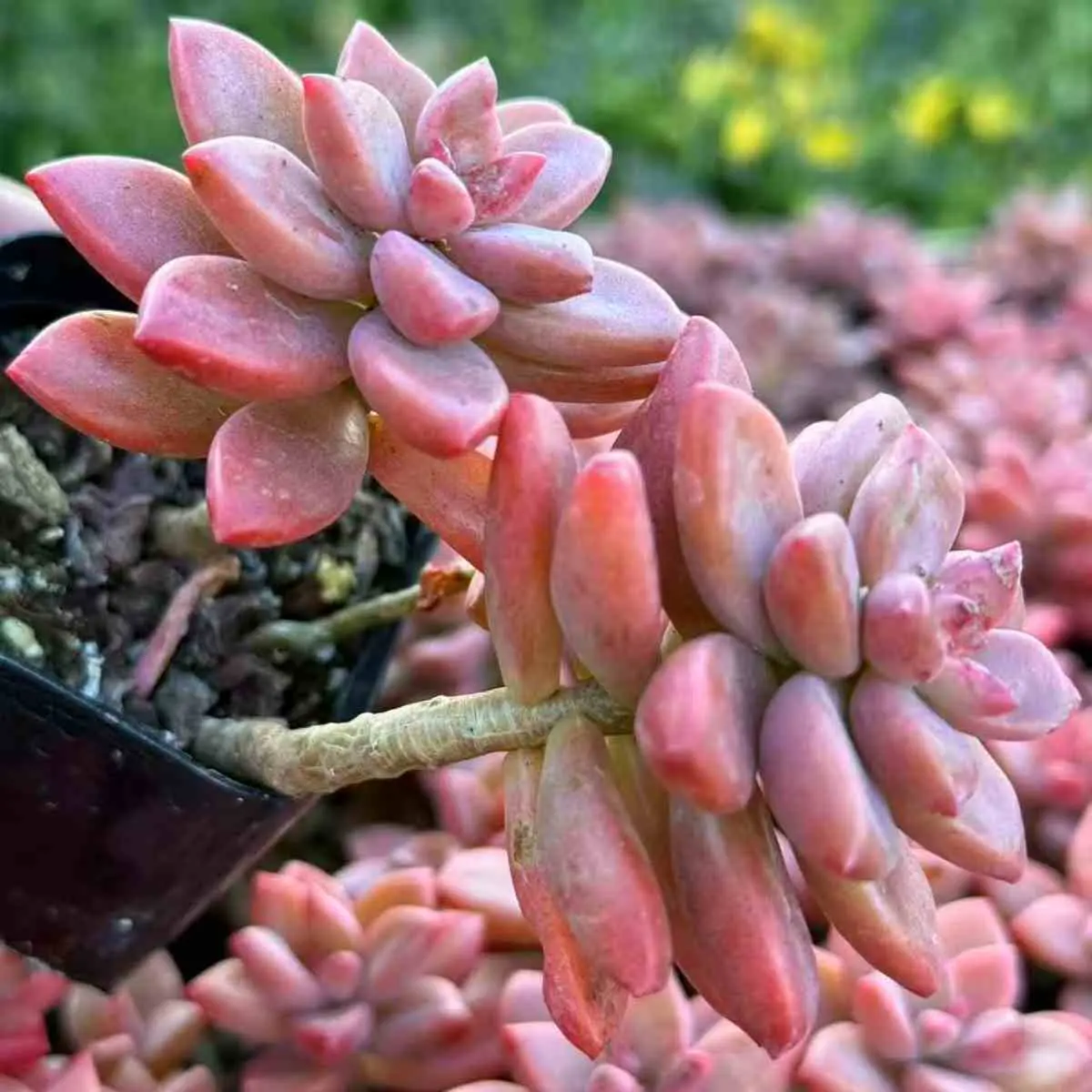 4 Pack Graptosedum 'California Sunset' Succulents Live Plants, 2 Inch Mini Size, Non-Dropping Rooted Succulents, Easy Care Orange-Red Succulents for Home Office Desk Decor, Beginner Friendly