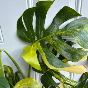 New monstera  monstera yellow marilyn - Tropical Houseplant with Heart-Shaped Leaves, Bright Yellow Variegation Decor Garden Home