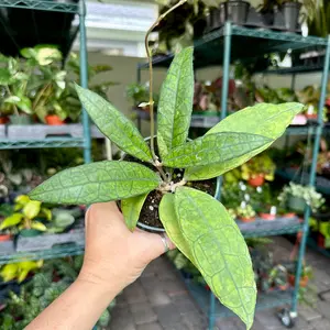 4" Hoya finlaysonii