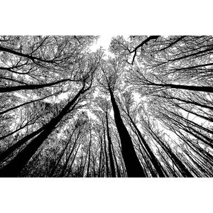 Puzzle-Forest in Black and White-1000 Pieces Creative Black and White Nature Scenery Hard Puzzle Blue Board Jigsaw Puzzle