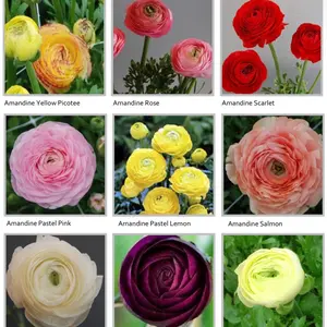 (10) Amandine Mix Ranunculus Corms