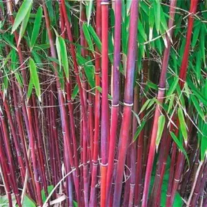 50 Red Bamboo Seeds - Premium Bamboo Seeds for Planting, Natural Privacy Screens & Decor Decoratives, Fast-Growing Indoor & Outdoor Bamboo Plant Seeds, Sustainable, Tropical Garden, Easy to Grow, Fresh Bamboo Seeds for Sale
