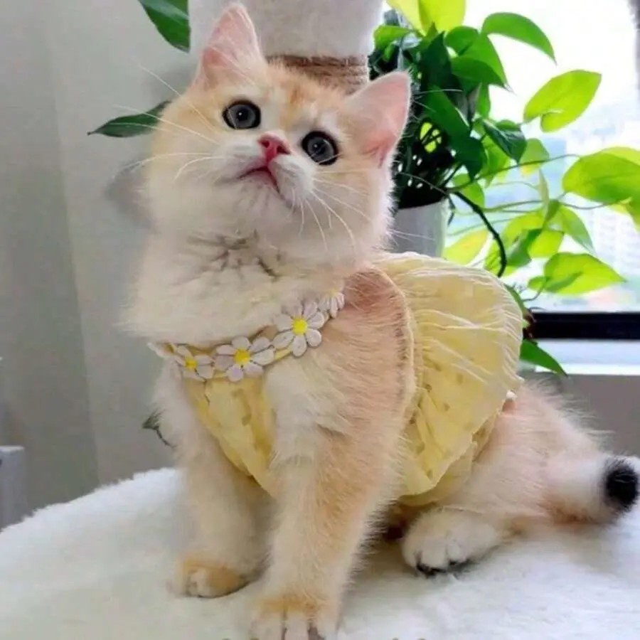 Pet Princess Style Outfits - Vibrant Yellow Summer Dress for Kittens & Puppies, Anti-Shedding, Fashionable, Cozy (Fits Scottish Fold)