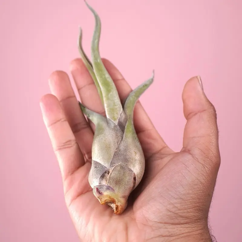 Tillandsia Caput Medusae “Medusa” - Air Plant Tillandsia Caput Medusae “Medusa” - Air Plant