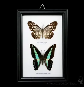 Two Riker Mounted Butterflies