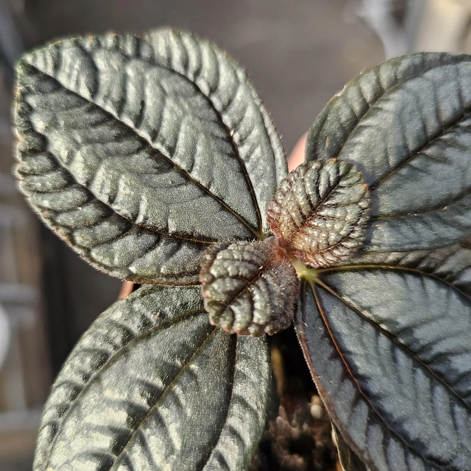Pilea Friendship Plant 2 Plants In 2" Pots