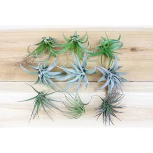 Inca Collection of Tillandsia Air Plants [9 or 18 Pack] - Low Maintenance House Plant Decor - Whimsical - Vintage - Air Purifying - Self Care - Healthy Living