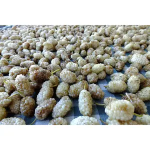 White Mulberry Morus Alba Live Plant