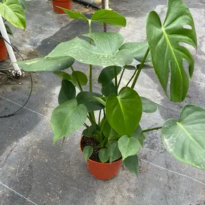 6” Monstera Deliciosa (Split Leaf) Medium Size Sculpture