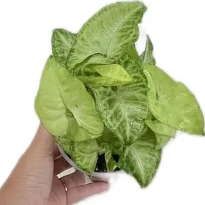 Syngonium White Butterfly Live Plant Indoor Houseplant Arrowhead Vine in Clear Nursery Pot