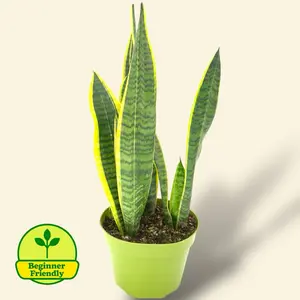 Snake Plant Laurentii 6” - Low Maintenance Air Purifier House Plant