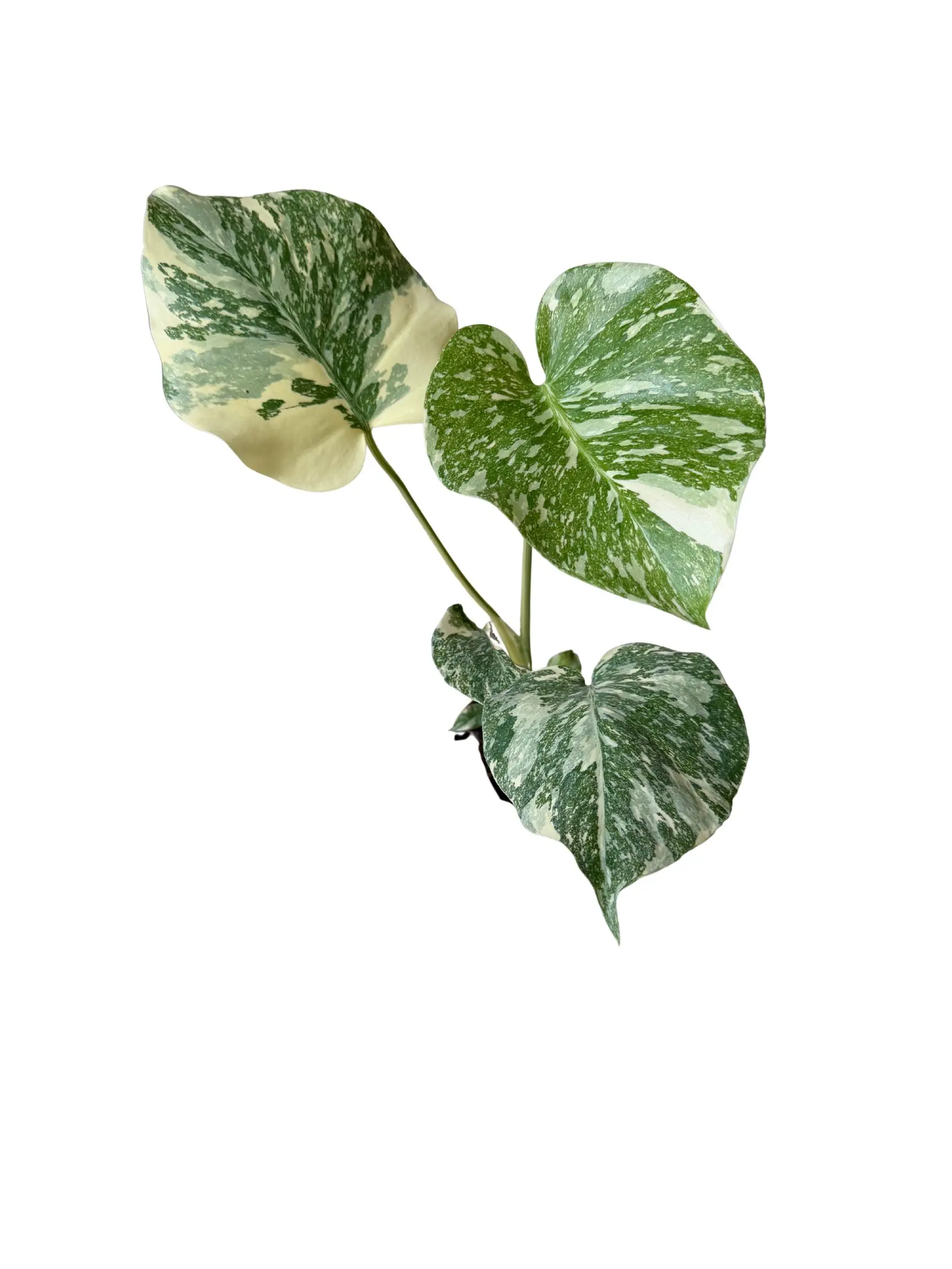 4” Monstera Thai Constellation – Rare Cream Variegated Monstera