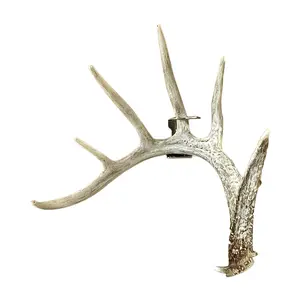 Shed Antler Anchor Single - Original (Right Antler)