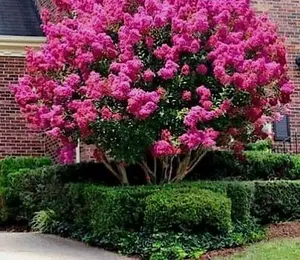 CRAPE MYRTLE TREE SEEDS Crepe (Lagerstroemia Indica) Fast Lilac Flower Plant 25 seeds