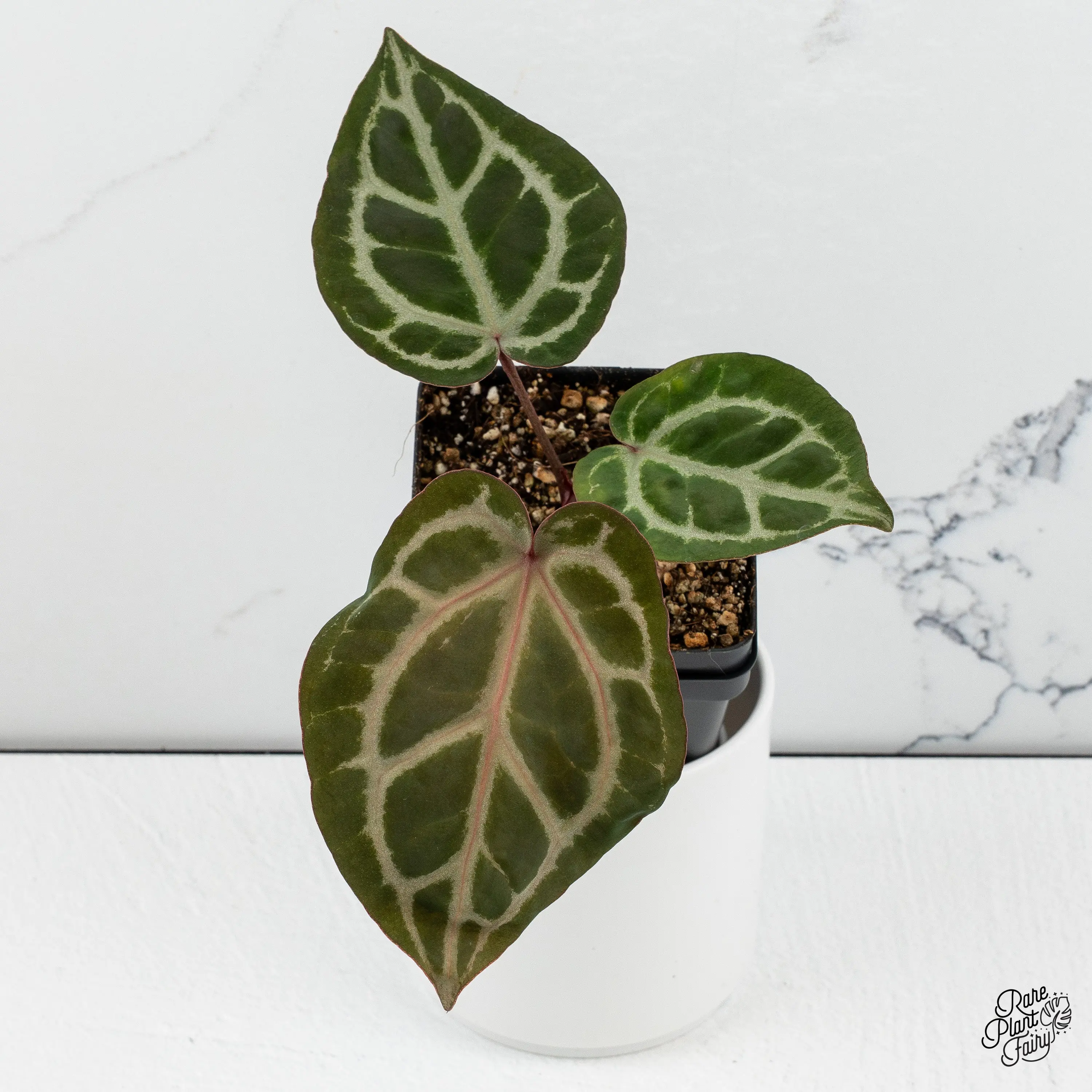 Anthurium Crystal Red '12' x Zara '14' DocBlock® *Grower's Choice*